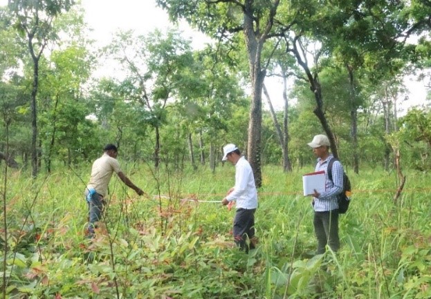 Forest research at Koh Ker Site